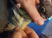 Male conure with cage