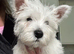 Kc west highland terrier male puppy