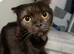 Scottish fold