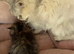 Pure Persian kittens