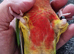 Super tame fully hand reared baby's