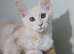 Maine coons kittens