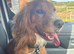 3 year old cocker spaniel bitch