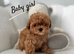 True Teacup Asian Maltipoo Puppies DNA Clear