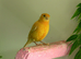 Beautiful Hen Canary &pound;20