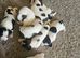 English springer spaniel pups