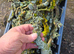 Lichen Sticks &pound;30 per pack (as photo)