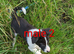 ISDS border collie pups for sale