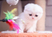 Pedigree kittens