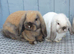 2 friendly mini lop girls