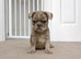 Final reductions.. micro frenchie puppies. Need their forever sofas