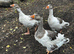 Beautiful geese for sale