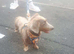 Miniature Isabella dachshund boy