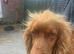 Kc reg cocker spaniel male for stud