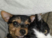 Loving Jack Russell mix looking for forever home