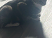 Kittens for sale