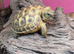 Baby Horsfield tortoises