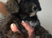 Papipoo puppies