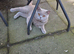 Rehoming my cats