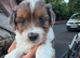 5 beautiful merl puppies
