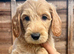 !!!REDUCED!!! STUNNING GOLDENDOODLE PUPPIES
