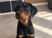 7 month old Rottweiler puppy for sale