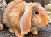 Mini Plush Lop Buck