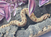 2026 hognose babies ready to go &pound;100ea