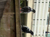 Pigeons for Sale available Now