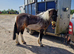 Dartmoor hill pony