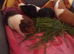 Three guinea pig girls for sale.
