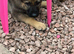 German Shepherd pup Ready to leave now