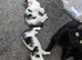Beautiful kittens ready for their new homes