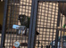 Black capped conure