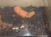 Baby African land snails