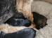 Border terrier puppies