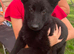 German Shepherd Puppies for Sale