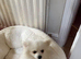 Pomeranian boy