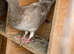 Red coloured racing pigeons RPRA rings