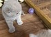 Pure BSH lilac kittens