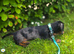 Male 5half months old