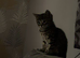 4 beautiful tabby kittens