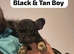 7 French Bulldog Puppies ️