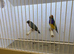 X4 Gouldian Finch Pairs For Sale - Ready to Breed
