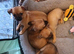 Tiny adorable mischievous puppies