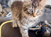 Maine coon x kittens both male £200 to go together