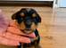 Yorkshire terrier puppy's for sale > 1 girl < > 1 boy <