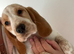 Beaglier puppies 3 LEFT