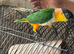 Beautiful healthy tamed pair of Caiques for sale