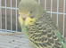 Three lovely young budgies
